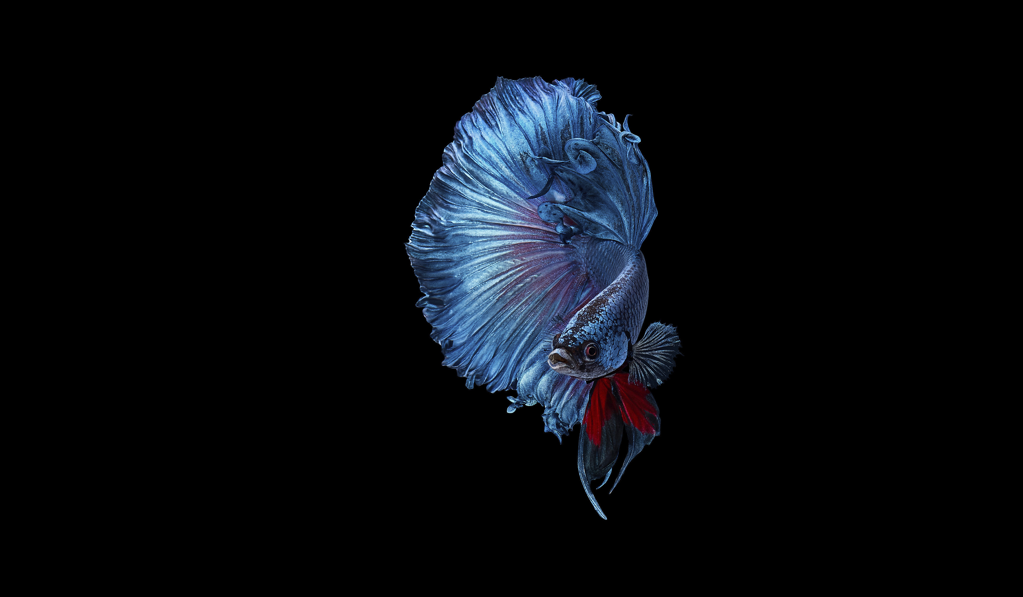 BetaFish_Blue_Web_Wide